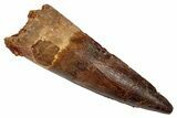 Fossil Spinosaurus Tooth - Real Dinosaur Tooth #346814-1